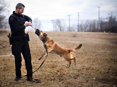 A apărut câinele perfect! Chinezii „au adus pe lume” cel mai performant patruped polițist cu ajutorul clonării!
