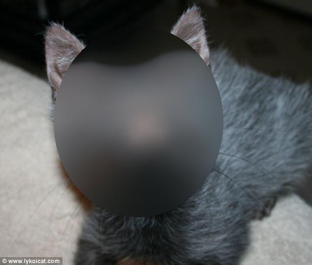 O pisică v&acirc;rcolac trăiește &icirc;n Rom&acirc;nia! Cum arată și c&acirc;t de rar este un asemenea exemplar!