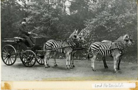 A înhămat la căruță patru zebre și a ieșit la plimbare! ”Doamne, cai cu dungi!”