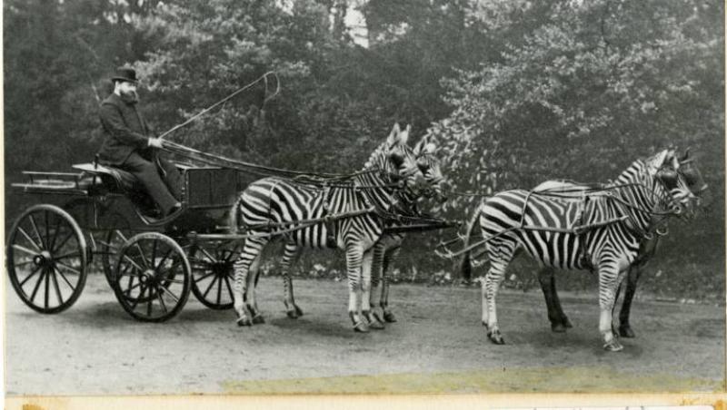 A înhămat la căruță patru zebre și a ieșit la plimbare! ”Doamne, cai cu dungi!”