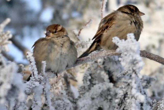 Vremea 29 martie 2019. Se vor &icirc;nregistra temperaturi sub valorile normale