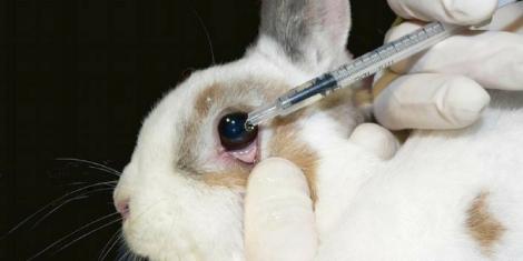 California interzice produsele cosmetice testate pe animale! Care sunt brandurile care produc cosmetice după legea "Fără cruzime"