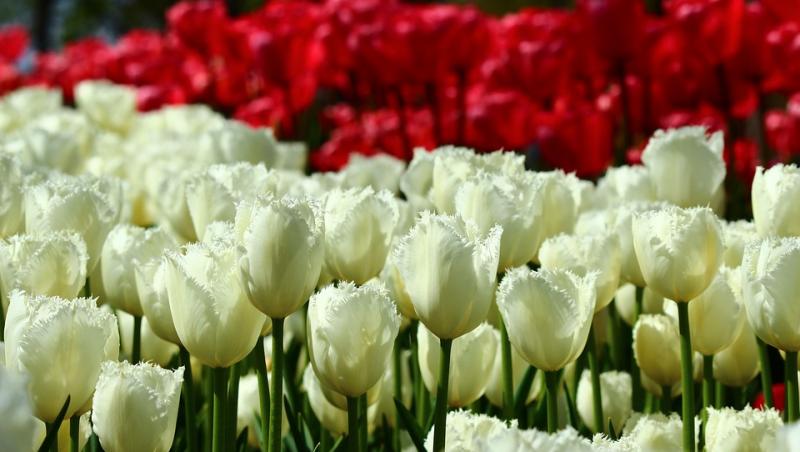 Tradiții de 8 Martie. Ce flori să-i dăruiești de Ziua Femeii și ce e interzis