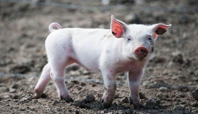 L-au făcut friptură! Doi tineri au adoptat un purceluș de la un adăpost de animale și l-au m&acirc;ncat