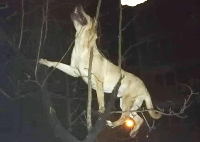 Un bărbat din Timişoara și-a aruncat c&acirc;inele pe geam, de la etajul al patrulea, după ce l-a trezit din somn