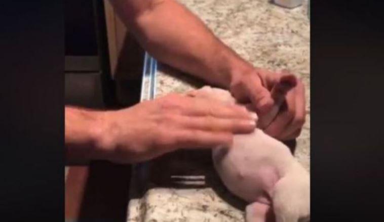 Video.T&acirc;nărul care a emoționat o lume &icirc;ntreagă! Băiatul a resuscitat live un pui de cățel pentru a-l salva de la moarte. Care a fost reacția cățelușei mamă