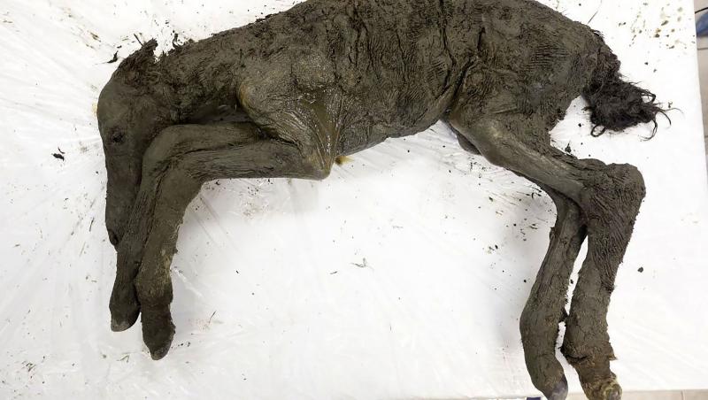 O specie dispărută va fi readusă la viață cu ajutorul unei mumii vechi de 42.000 de ani
