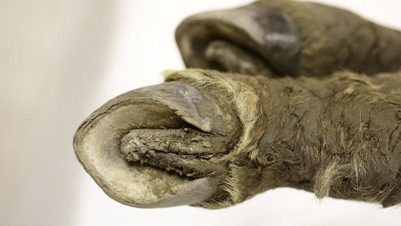 O specie dispărută va fi readusă la viață cu ajutorul unei mumii vechi de 42.000 de ani