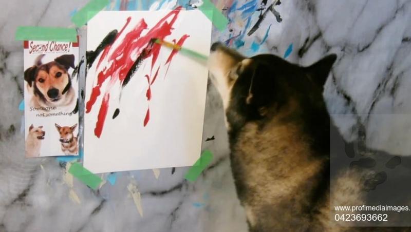 El este Hunter, câinele invidiat de pictorii din întreaga lume! Nimănui nu i-a venit să creadă când a văzut ce capodopere poate să picteze doar cu gura
