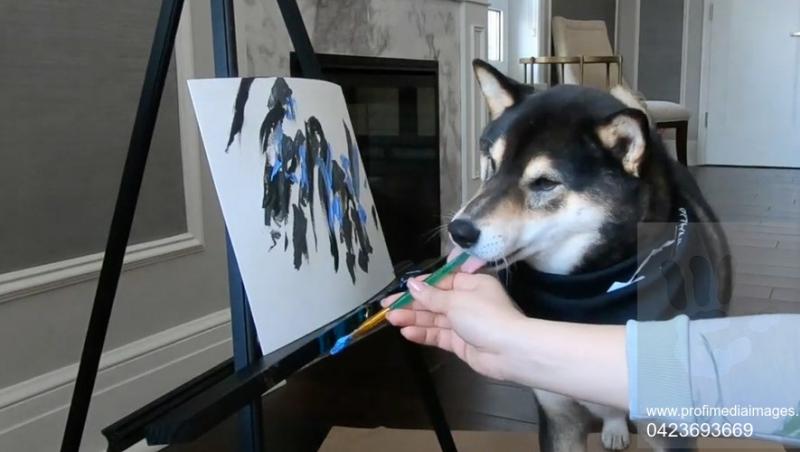 El este Hunter, câinele invidiat de pictorii din întreaga lume! Nimănui nu i-a venit să creadă când a văzut ce capodopere poate să picteze doar cu gura