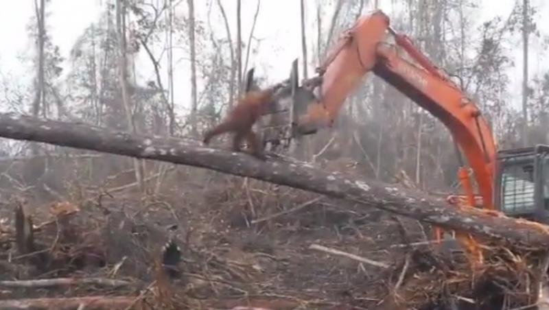 Cum îi mai rabdă pământul de atâta răutate? Cu ultimele puteri, un urangutan se luptă cu buldozerul care defrișează pădurea în care trăiește!
