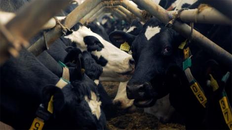 Vacile unei ferme din Anglia beneficiază de conectivitatea 5G înaintea oamenilor