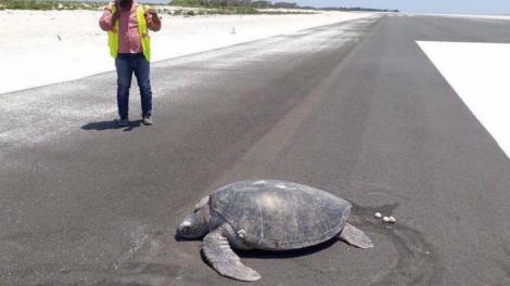 Imaginea care a starnit revoltă in toată lumea! O broască țestoasă de mare pe cale de dispariție a fost surprinsă depunându-și ouăle pe o pistă de aterizare