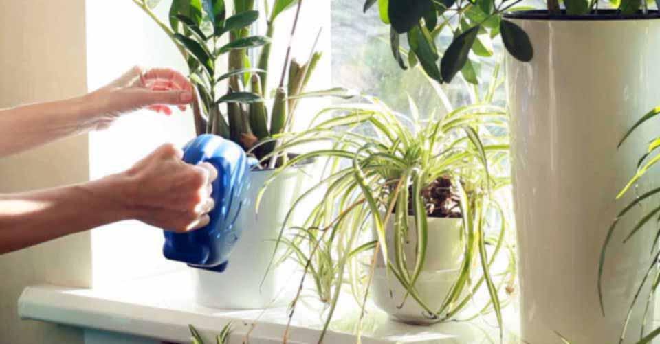 Cele mai sănătoase plante de apartament. Absorb toxinele și energia negativă