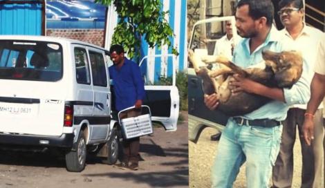 Emoționant! Un bărbat și-a cheltuit toți banii agonisiți în 10 ani pentru a cumpăra o ambulanță cu care poate ajuta animalele chinuite de pe stradă