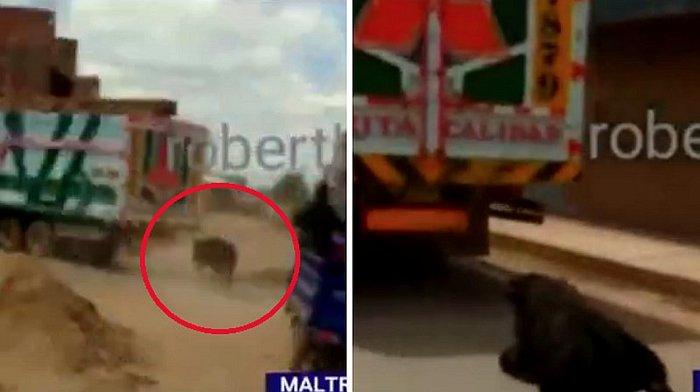 Video. Inuman! Un taur este obligat să alerge legat de un camion și este t&acirc;r&acirc;t cu bestialitate zeci de kilometri!