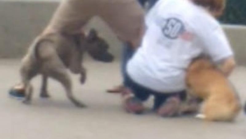 I-a smuls brațul! Câinele a atacat o tânără și a sfârtecat un alt câine! „Piciorul și șoldul erau smulse și era sânge ...” (FOTO)