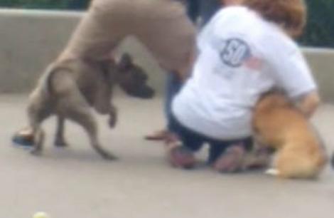 I-a smuls brațul! Câinele a atacat o tânără și a sfârtecat un alt câine! „Piciorul și șoldul erau smulse și era sânge ...” (FOTO)