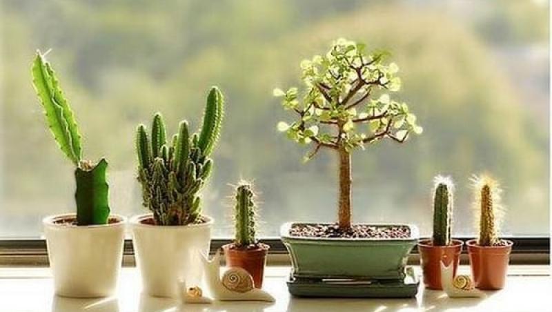 Plante de apartament: Cactus - de ce e bine să-ți decorezi casa și grădina cu el