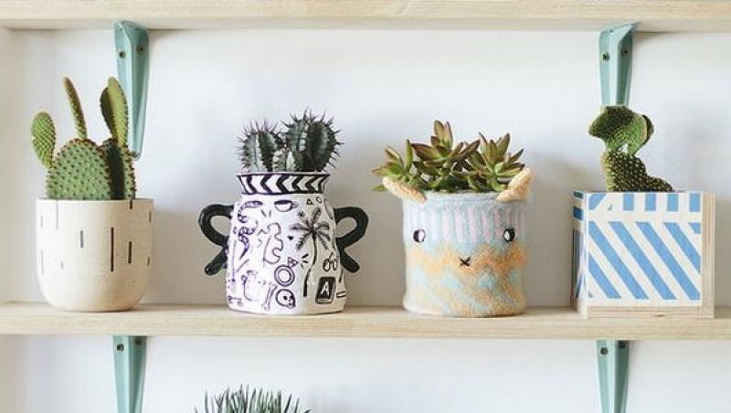 Plante de apartament: Cactus - de ce e bine să-ți decorezi casa și grădina cu el
