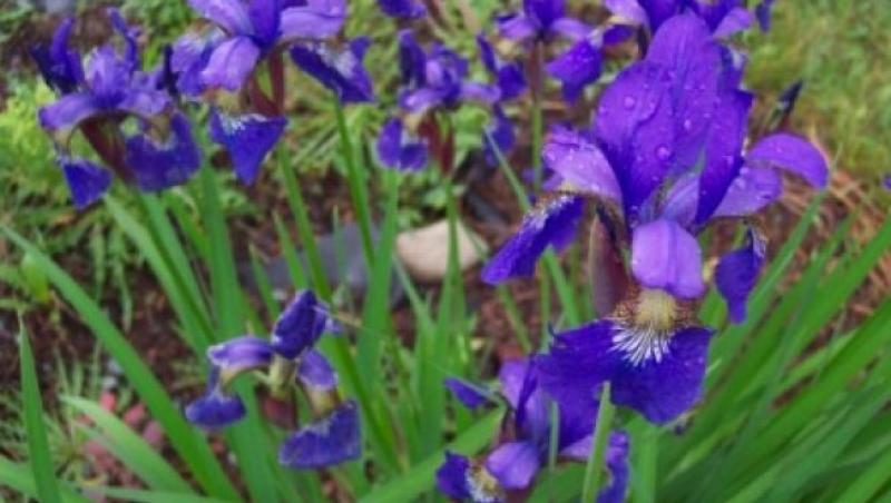 Flori de grădină: Ce flori îți înveselesc grădina în aprilie