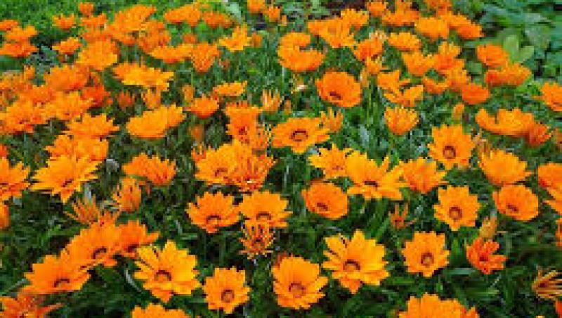 Flori de grădină: Ce flori îți înveselesc grădina în aprilie