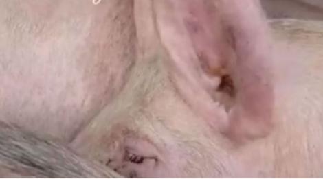 Video. Poți să privești fără să plângi? Un porc tremură din toate încheieturile înainte de a fi tăiat într-un abator
