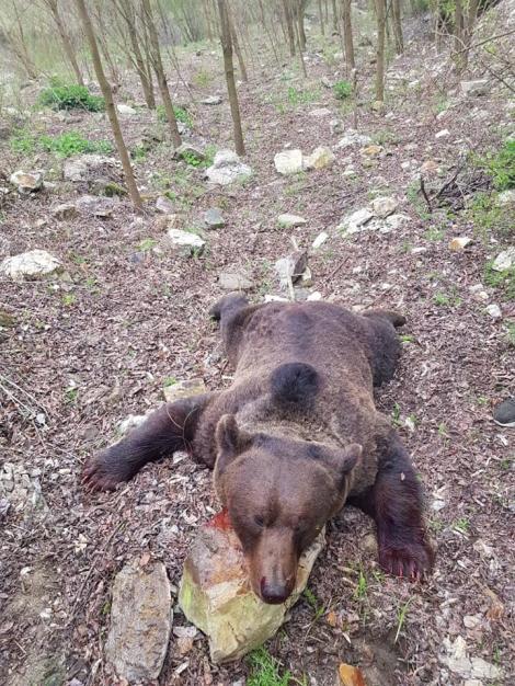 Anchetă la Buzău, după apariţia unor înregistrări în care cadavrul unui urs împuşcat în baza unui aviz este târât, strâns de gât cu sfori şi stropit cu bere