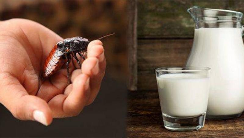 Beneficiile laptelui de gândac: când și de ce ar trebui să-l bei