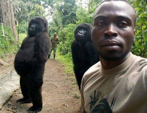 Două gorile, surprinse într-un selfie imitând oamenii