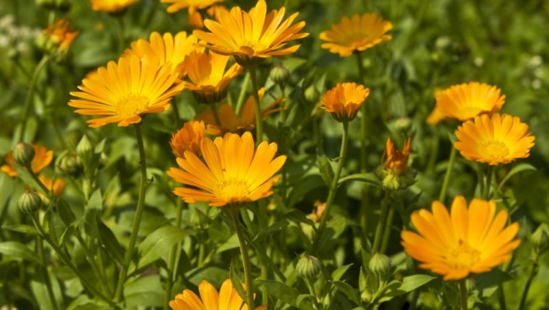 Flori de grădină: Ce plante înfloresc în luna mai