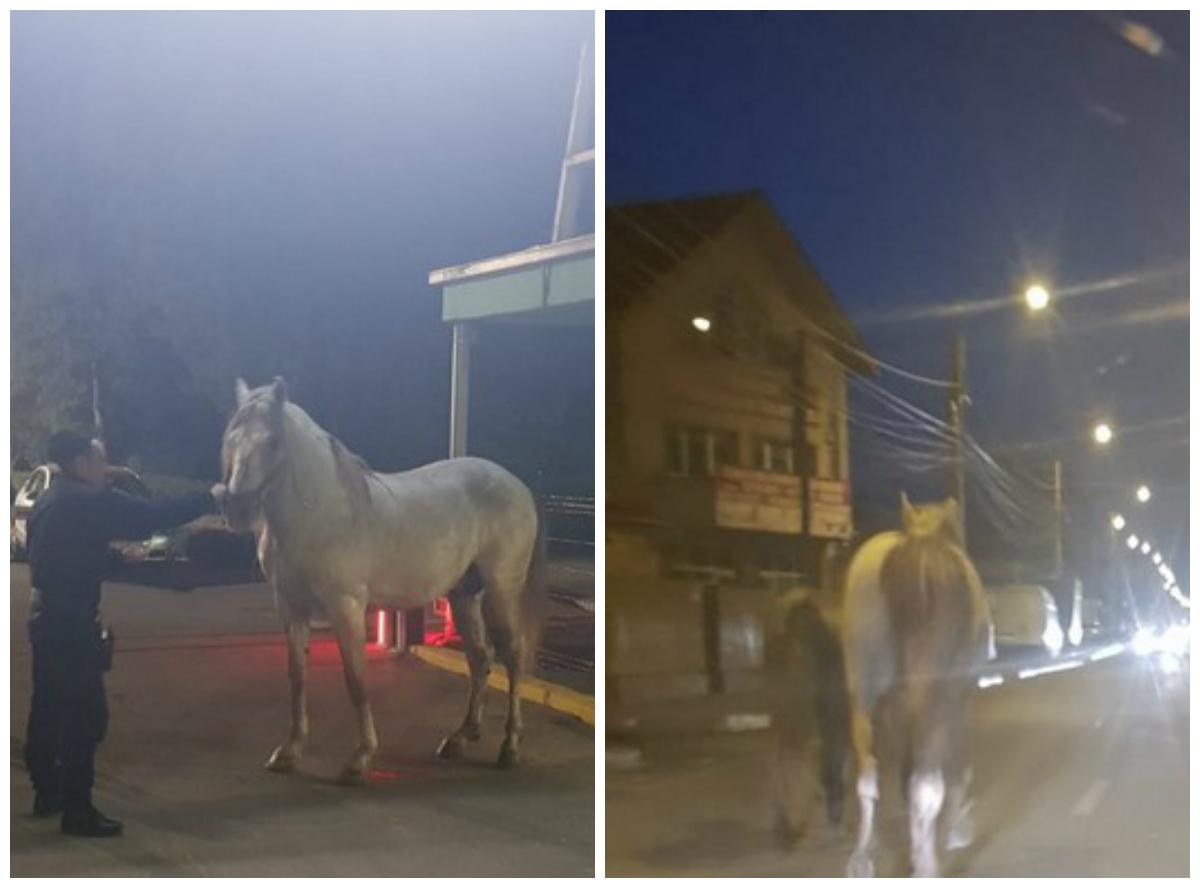 Cai lăsați liberi pe străzile din oraș! Animalele au pornit &icirc;n galop, printre mașini și pietoni! Amenda primită de proprietar