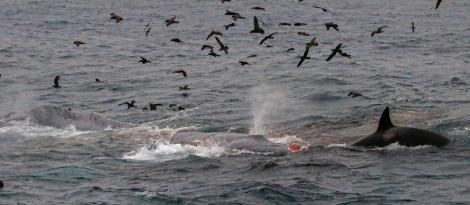 Te întrebi de ce li se spune „balene ucigașe”? Privește! Șase orci, atac feroce asupra unei balene albastre uriașe! Au devorat-o! - Foto