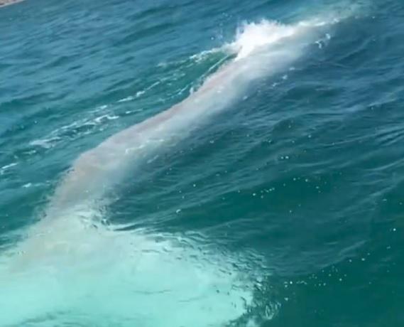 Adevărata Moby Dick și-a făcut apariția! O balenă albă extrem de rară a fost filmată. &bdquo;A fost un vis &icirc;mplinit să o văd&rdquo; &ndash; Video