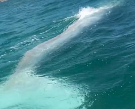 Adevărata Moby Dick și-a făcut apariția! O balenă albă extrem de rară a fost filmată. „A fost un vis împlinit să o văd” – Video