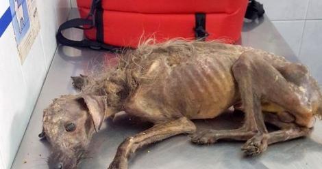 O femeie a găsit un câine în stare gravă pe drum și l-a luat acasă! În scurt timp a trăit o surpriză de zile mari!
