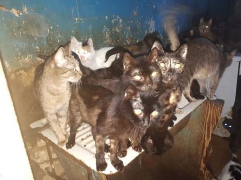 Zeci de pisici, ținute ani de zile într-o bucătărie de opt metri pătrați, din Capitală! Felinele erau atât de slabe că ar fi putut să moară în orice clipă