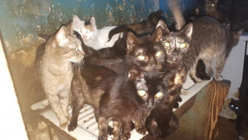 Zeci de pisici, ținute ani de zile într-o bucătărie de opt metri pătrați, din Capitală! Felinele erau atât de slabe că ar fi putut să moară în orice clipă