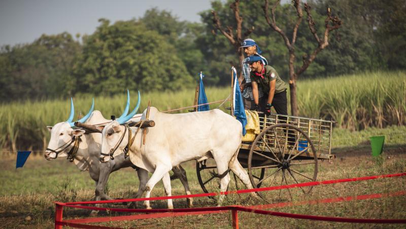 Vedetele de la „Asia Express” au trăit aventuri pe cinste! Au vopsit coarne de vaci, au dat localnicii cu turmeric pe față și și-au ars gâtul cu supă fierbinte de chili!