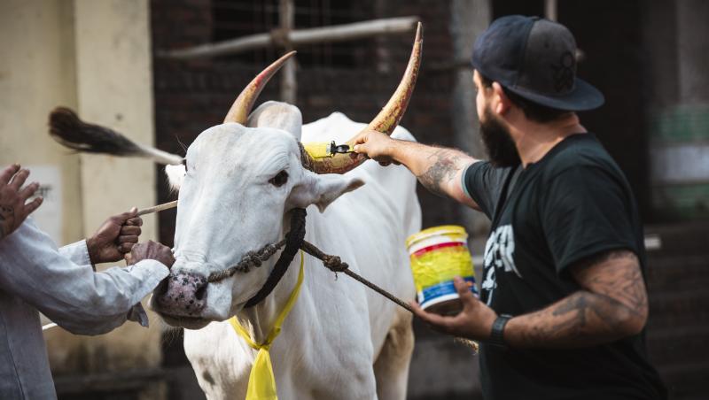 Vedetele de la „Asia Express” au trăit aventuri pe cinste! Au vopsit coarne de vaci, au dat localnicii cu turmeric pe față și și-au ars gâtul cu supă fierbinte de chili!