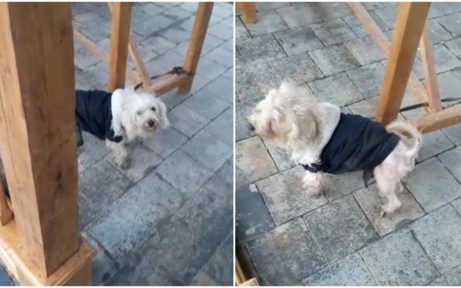 Amendă de 1.000 de lei pentru un bărbat care și-a abandonat c&acirc;inele &icirc;ntr-un parc din București: &rdquo;Nu mai aveam bani!&rdquo;