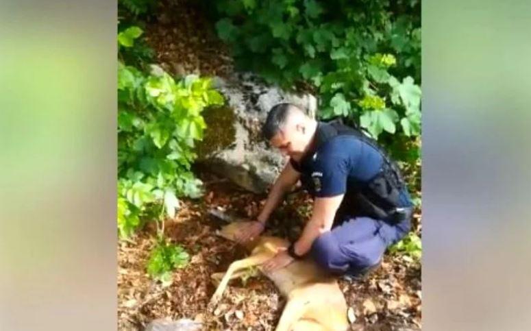 Video. Pui de căprioară salvat de jandarmi! A fost lovit și aruncat la marginea drumului