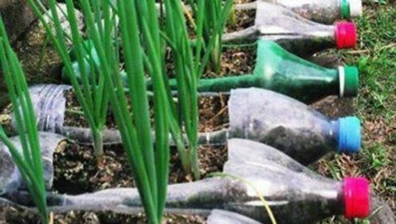 Amenajare gradina legume