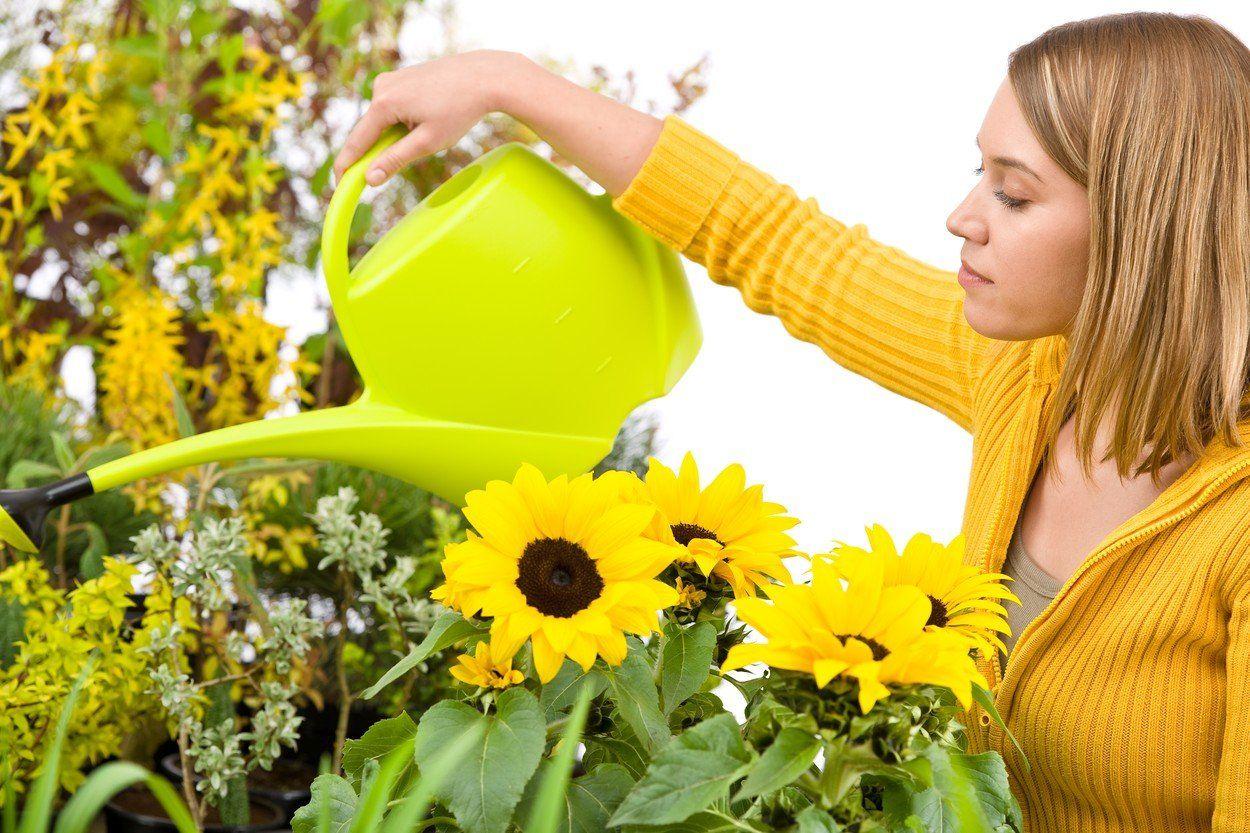 Amenajarea grădinii: 10 flori care-ți înveselesc grădina toată vara
