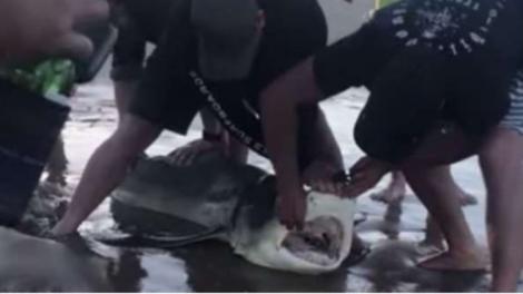 Video! Un rechin sufocat de plastic a fost salvat de la moarte de un grup de turiști