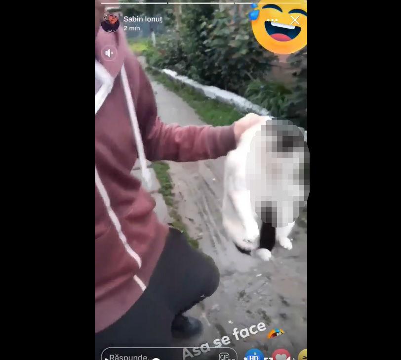 Imagini cu impact emoțional! Un t&acirc;năr ucide o pisică dintr-un pumn. S-a filmat și a urcat clipul pe Facebook