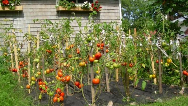 Cum organizezi grădina de legume perfectă. Idei și sfaturi pentru începători
