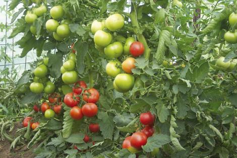 Subventie tomate 2019: Guvernul a decis prelungirea programului