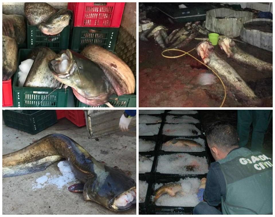 Sănătatea rom&acirc;nilor &icirc;n pericol! Pește din Spania contaminat, spălat cu &icirc;nălbitor de rufe și trimis pentru consum &icirc;n Rom&acirc;nia