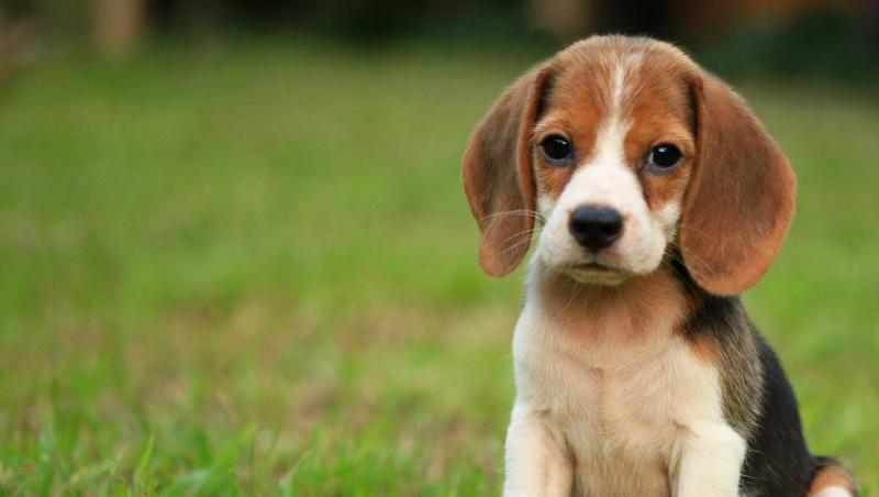 Beagle- Rase de caini